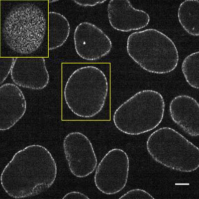 Cell line media