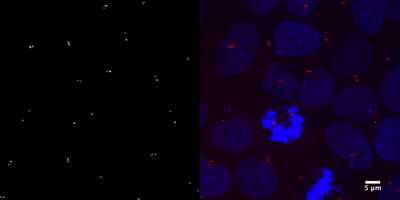 Cell line media