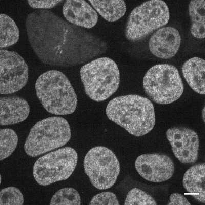 Cell line media