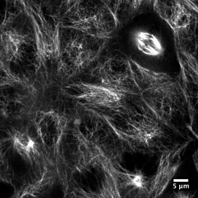 Cell line media