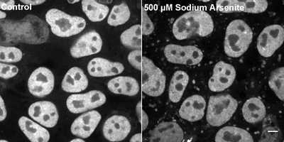 Cell line media