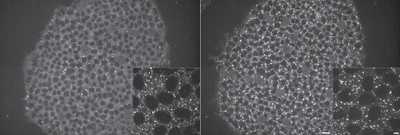 Cell line media