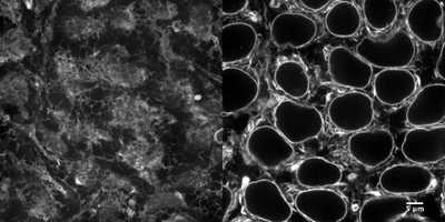 Cell line media