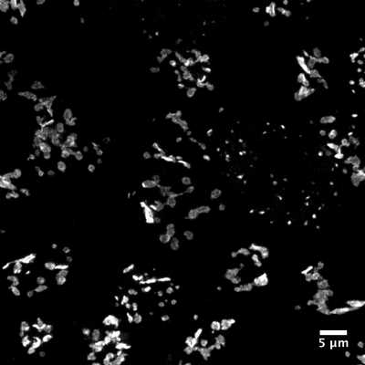 Cell line media